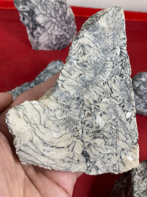 Magnesit Pinolith Eisblumenmagnesit Rohsteine oder geschnittene Platten beste Qualität Chrysanthemenstein Wasserstein