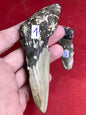Megalodon Zahn naturbelassen, Otudus Megalodon, Carcharocles Megalodon, Carcharodon