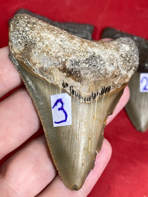 Megalodon Zahn naturbelassen, Otudus Megalodon, Carcharocles Megalodon, Carcharodon