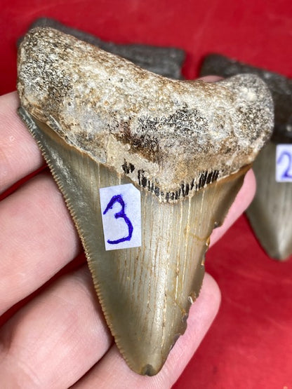 Megalodon Zahn naturbelassen, Otudus Megalodon, Carcharocles Megalodon, Carcharodon