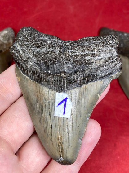 Megalodon Zahn naturbelassen, Otudus Megalodon, Carcharocles Megalodon, Carcharodon
