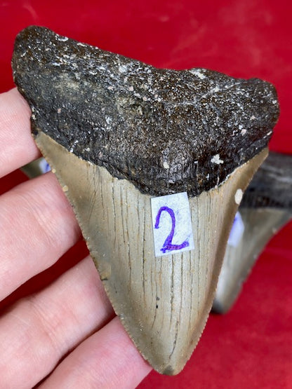 Megalodon Zahn naturbelassen, Otudus Megalodon, Carcharocles Megalodon, Carcharodon