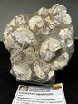 Opalisierende Ammoniten Wand XL aus Deutschland, Ammolith Rarität aus der Schwäbischen Alb, Leioceras opalinum & Pachylytoceras torulosum
