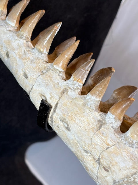 Riesiger versteinerter Mosasaurier Kopf über 45cm Länge, Rarität Fossil in bester Qualität, Großhandelspreis Mosasaurus riesiger Wassersaurier