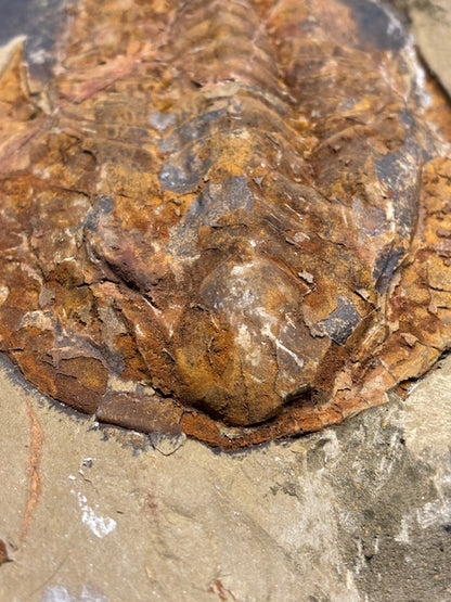 XXL Trilobit in Geode (Aktiva & Passiva) Paradoxides ca. 22cm Fossilgröße, in bester Qualität, Rarität Museum