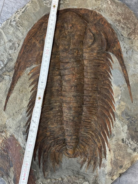 XXL Trilobit in Matrix, Fossilgröße bis zu über 40cm Länge in bester Qualität, Gattung Acadoparadoxides (Paradoxides) durch Hämatit Blutstein versteinert