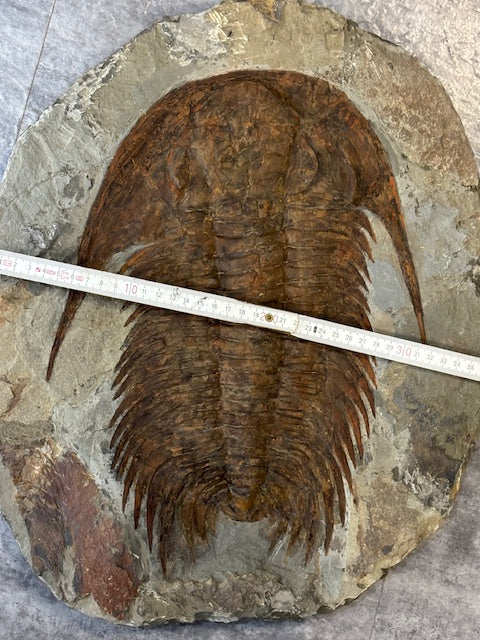 XXL Trilobit in Matrix, Fossilgröße bis zu über 40cm Länge in bester Qualität, Gattung Acadoparadoxides (Paradoxides) durch Hämatit Blutstein versteinert