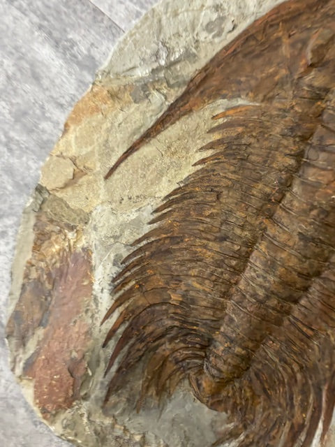 XXL Trilobit in Matrix, Fossilgröße bis zu über 40cm Länge in bester Qualität, Gattung Acadoparadoxides (Paradoxides) durch Hämatit Blutstein versteinert