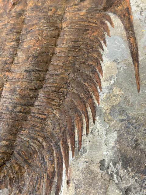XXL Trilobit in Matrix, Fossilgröße bis zu über 40cm Länge in bester Qualität, Gattung Acadoparadoxides (Paradoxides) durch Hämatit Blutstein versteinert