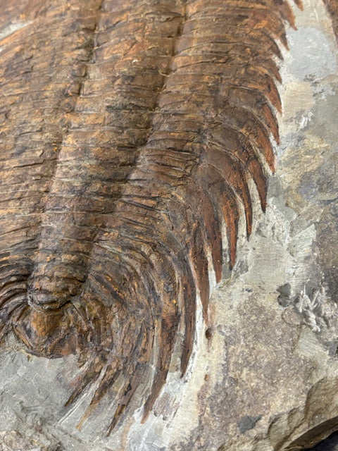 XXL Trilobit in Matrix, Fossilgröße bis zu über 40cm Länge in bester Qualität, Gattung Acadoparadoxides (Paradoxides) durch Hämatit Blutstein versteinert