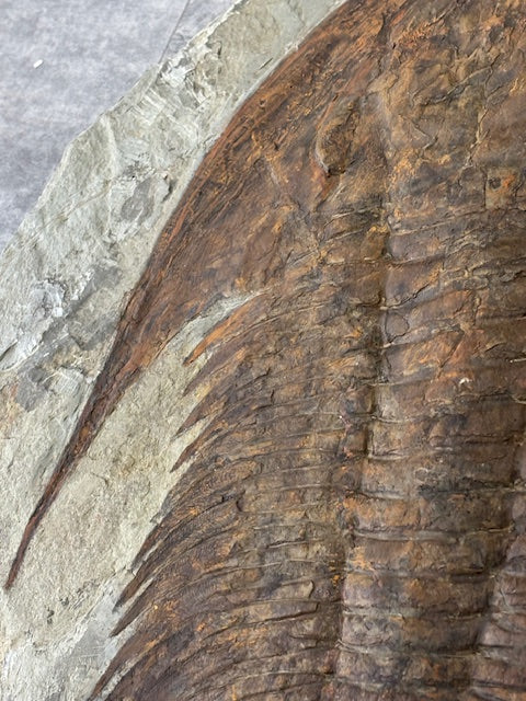 XXL Trilobit in Matrix, Fossilgröße bis zu über 40cm Länge in bester Qualität, Gattung Acadoparadoxides (Paradoxides) durch Hämatit Blutstein versteinert