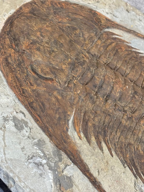 XXL Trilobit in Matrix, Fossilgröße bis zu über 40cm Länge in bester Qualität, Gattung Acadoparadoxides (Paradoxides) durch Hämatit Blutstein versteinert