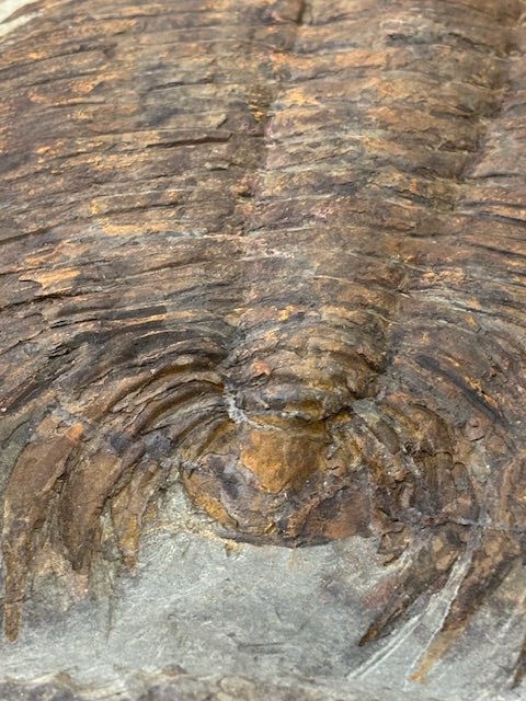 XXL Trilobit in Matrix, Fossilgröße bis zu über 40cm Länge in bester Qualität, Gattung Acadoparadoxides (Paradoxides) durch Hämatit Blutstein versteinert