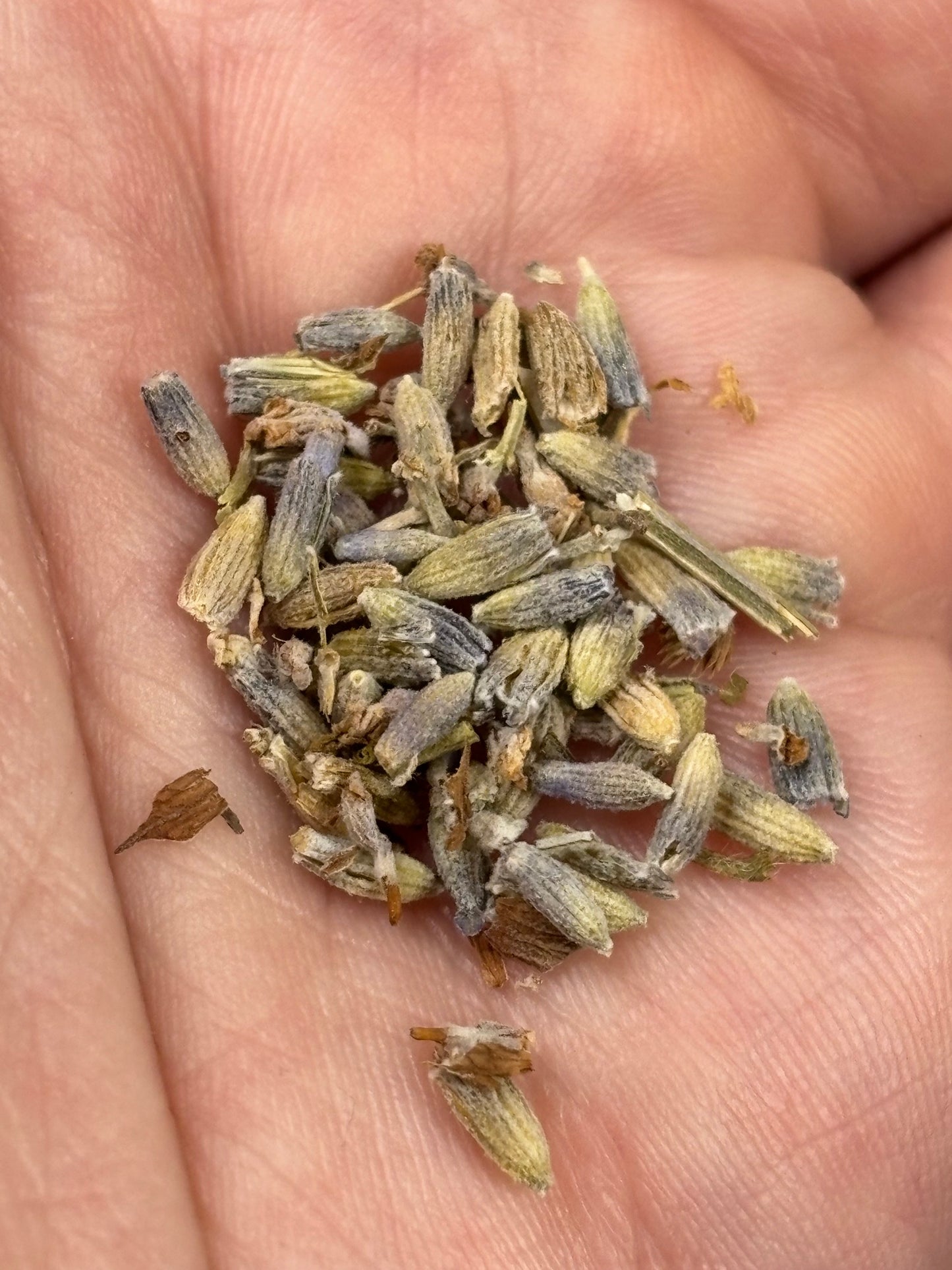 Getrocknete Lavendelblüten (Lavandula angustifolia), 100% naturbelassen