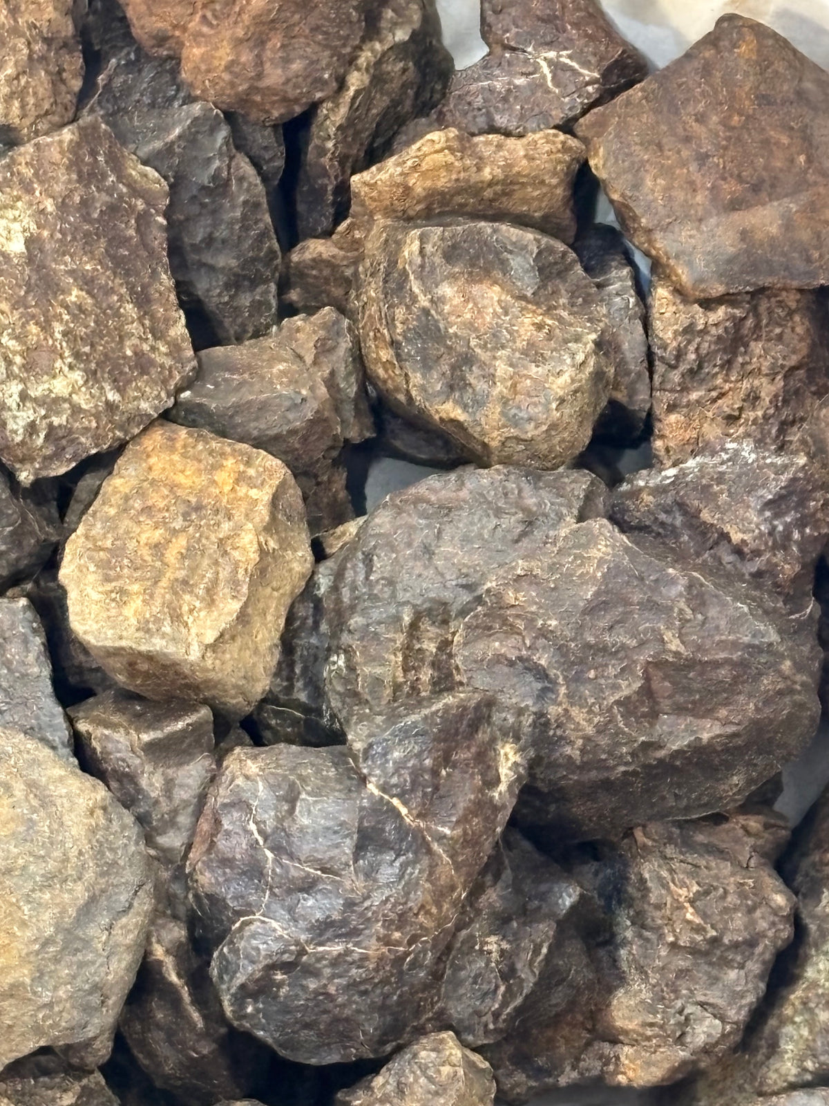 Echter Chondrit-Steinmeteorit (Sahara, Algerien) – Naturbelassene Unikate