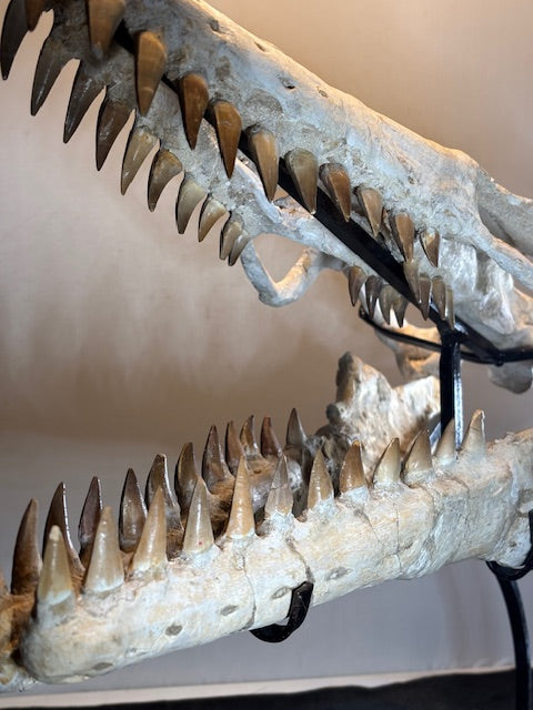 Riesiger versteinerter Mosasaurier Kopf über 45cm Länge, Rarität Fossil in bester Qualität, Großhandelspreis Mosasaurus riesiger Wassersaurier