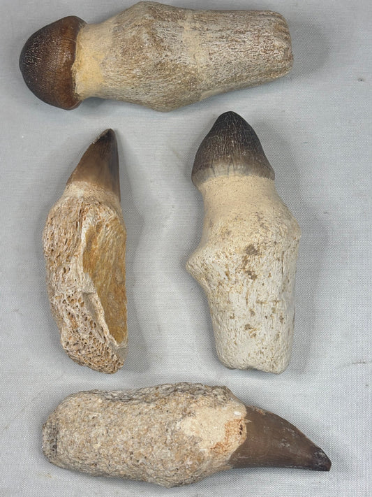 Echter Mosasaurier Zahn mit Wurzel - Seltener Globidens Saurierzahn Natur Unikat Marokko