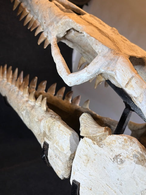 Riesiger versteinerter Mosasaurier Kopf über 45cm Länge, Rarität Fossil in bester Qualität, Großhandelspreis Mosasaurus riesiger Wassersaurier