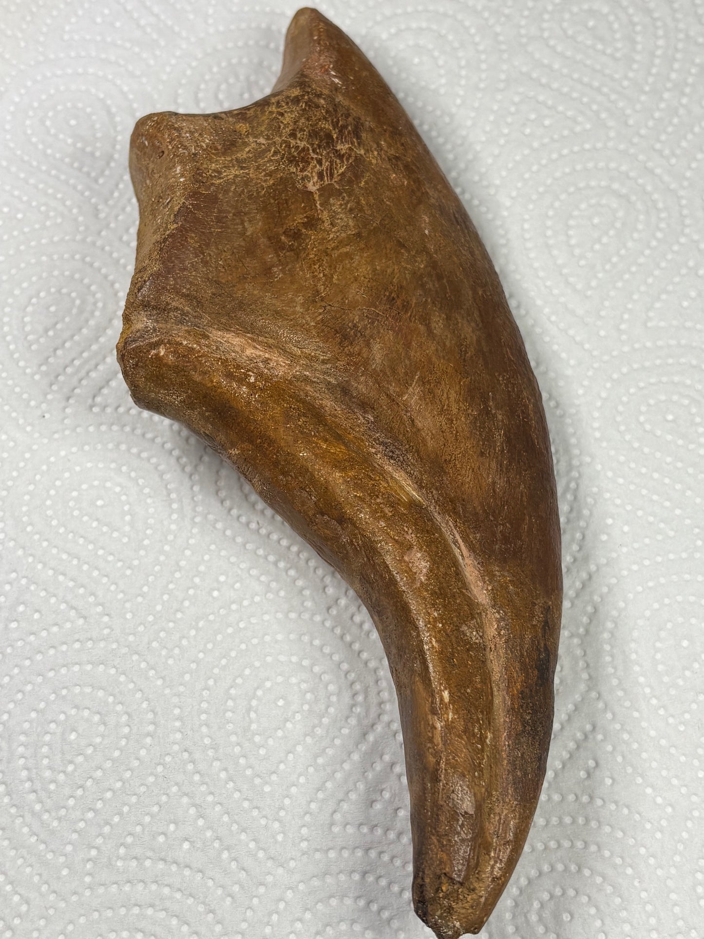 Carcharodontosaurier Kralle XXL ca. 19cm, mit Zertifikat!, naturbelassen Museum, afrikanischer T. Rex Kem Kem Marokko