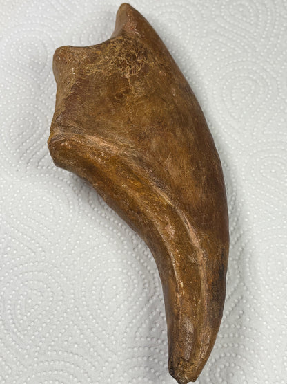 Carcharodontosaurier Kralle XXL ca. 19cm, mit Zertifikat!, naturbelassen Museum, afrikanischer T. Rex Kem Kem Marokko