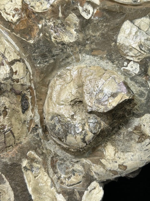 Opalisierende Ammoniten Wand XL aus Deutschland, Ammolith Rarität aus der Schwäbischen Alb, Leioceras opalinum & Pachylytoceras torulosum