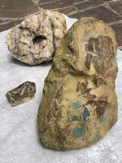 Versteinertes Holz opalisiert (Rarität) in bester Qualität mit Chalcedon (UV), fossiles Palmenholz Nadelholz fossilien Holzopal Opalholz