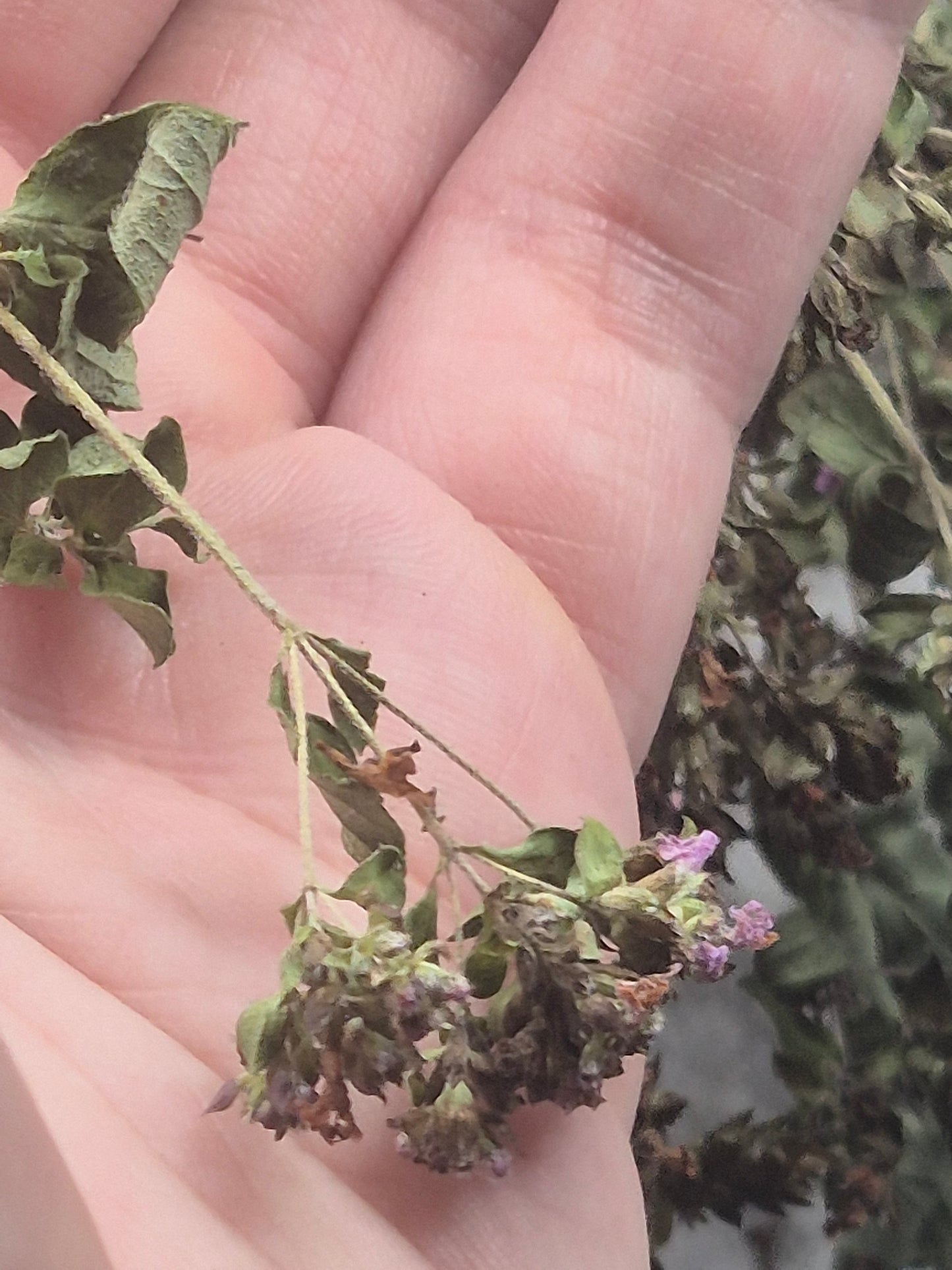 Oregano getrocknet zum Räuchern, naturbelassen aus Österreich (Origanum vulgare)