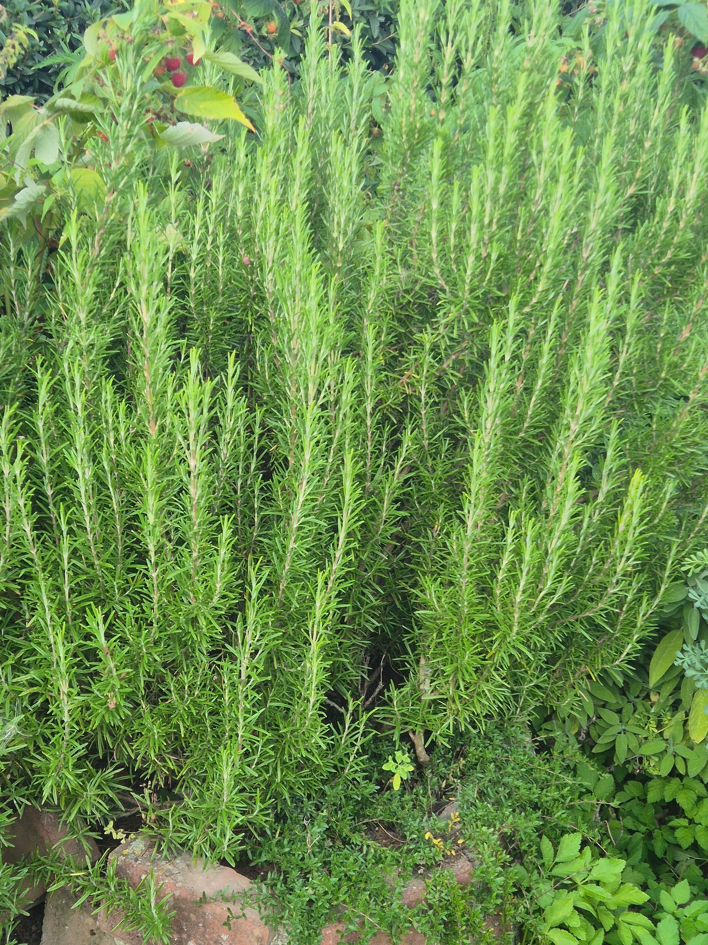 Rosmarin Bund frisch geerntet, Garten Österreich