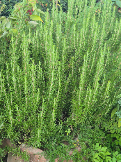 Rosmarin Bund frisch geerntet, Garten Österreich
