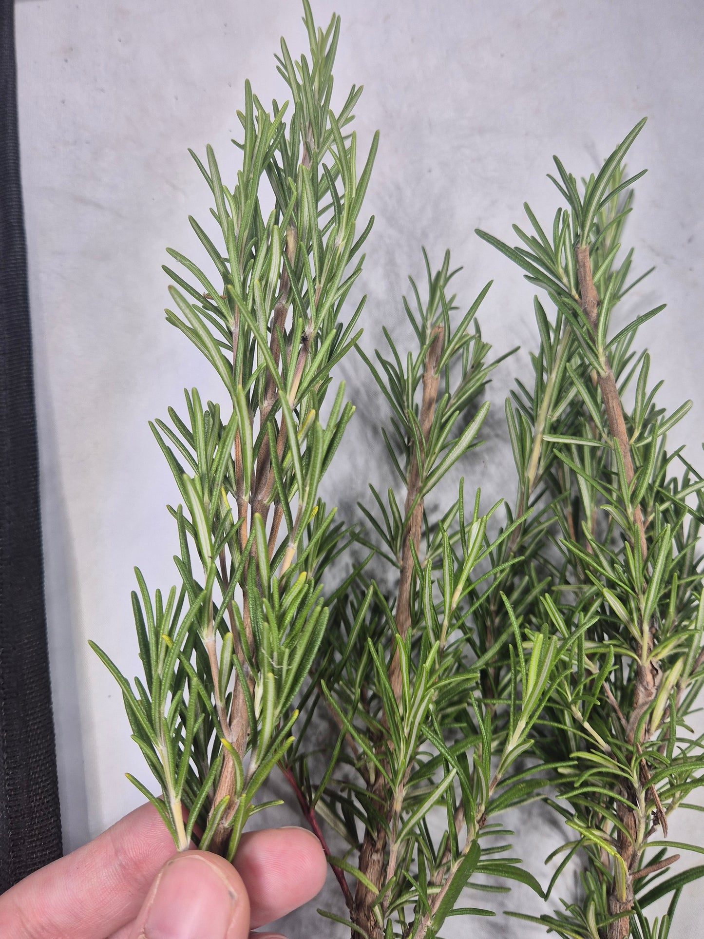 Rosmarin Bund frisch geerntet, Garten Österreich