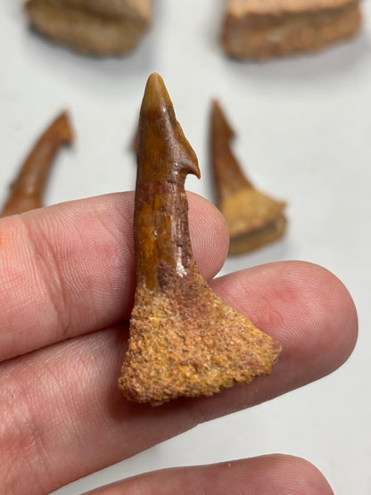 Fossiler Onchopristis numidus Rostralzahn (Sägefisch), Marokko Zahn