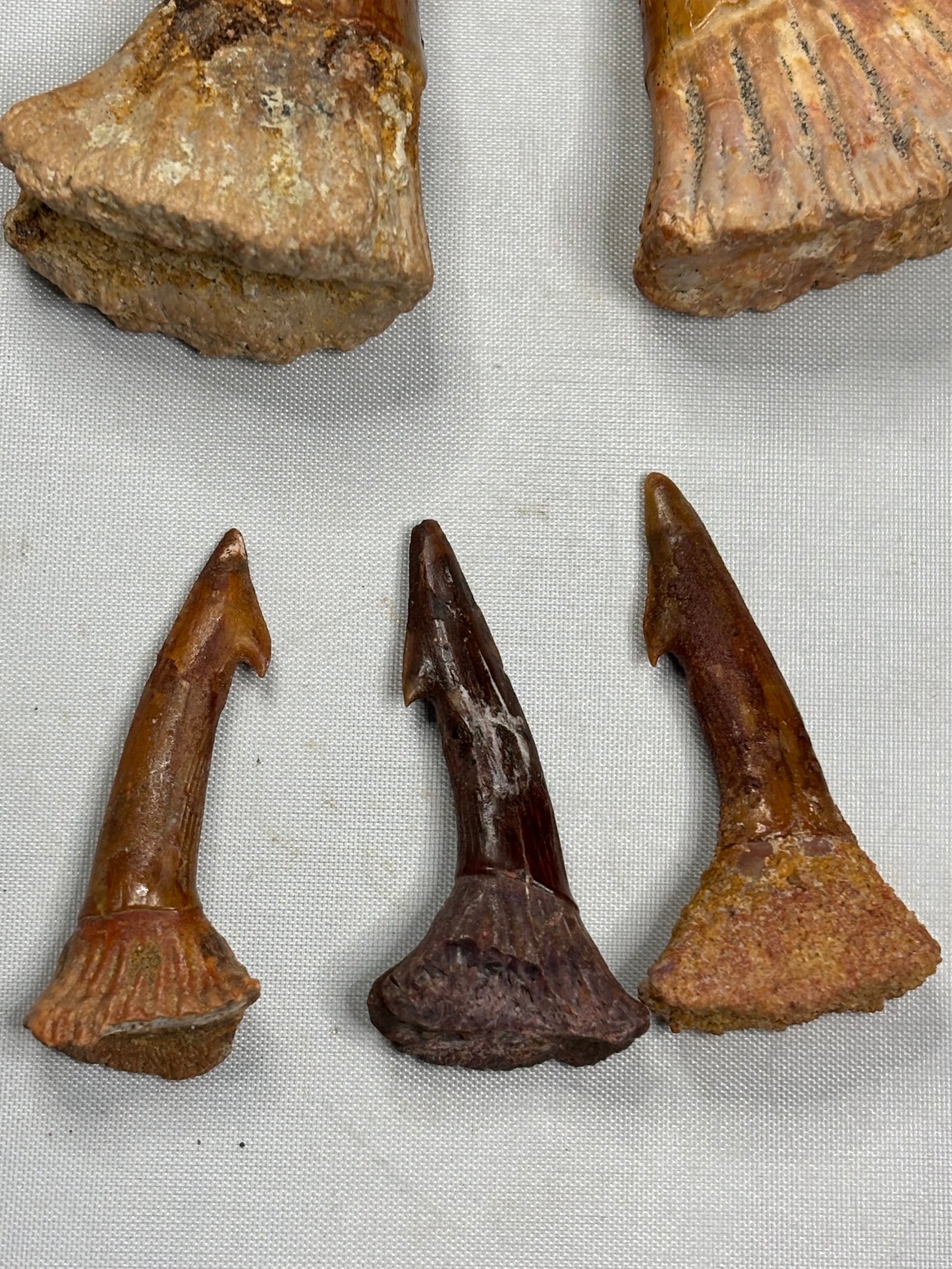 Fossiler Onchopristis numidus Rostralzahn (Sägefisch), Marokko Zahn