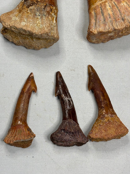 Fossiler Onchopristis numidus Rostralzahn (Sägefisch), Marokko Zahn