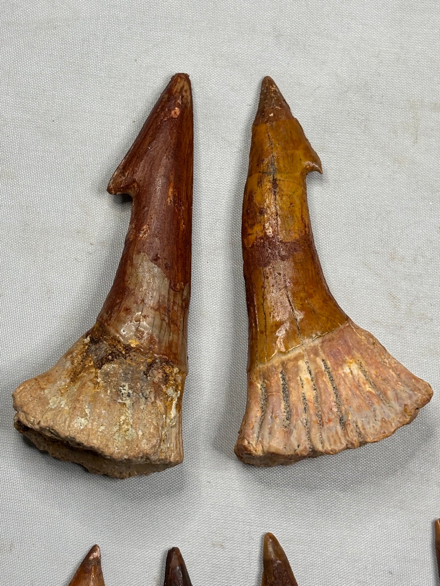 Fossiler Onchopristis numidus Rostralzahn (Sägefisch), Marokko Zahn