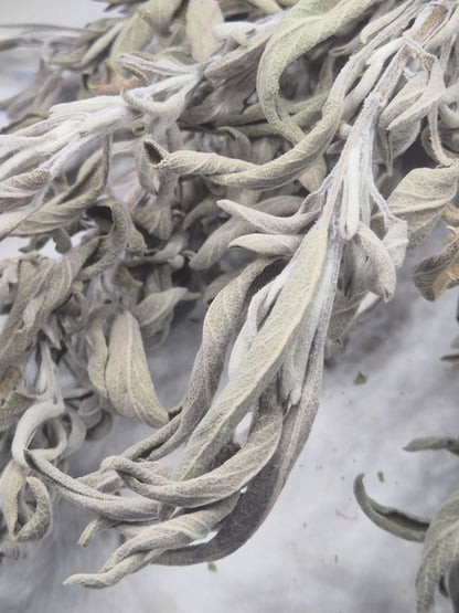 Salbei getrocknet zum Räuchern naturbelassen aus Österreich, Salvia officinalis