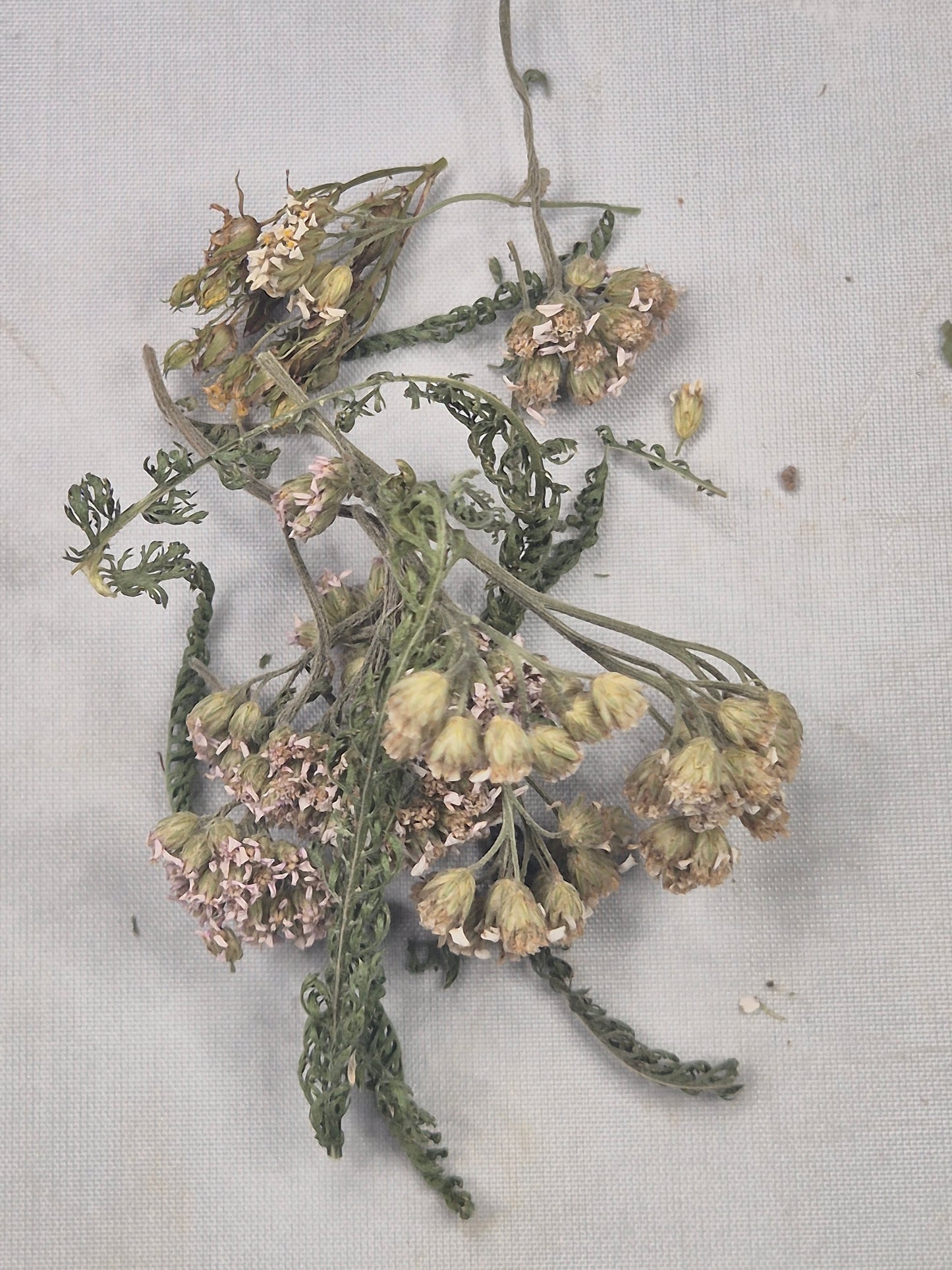 Schafgarbe getrocknet zum Räuchern, aus Österreich völlig naturbelassen, Achillea millefolium