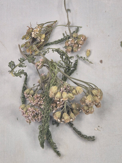 Schafgarbe getrocknet zum Räuchern, aus Österreich völlig naturbelassen, Achillea millefolium