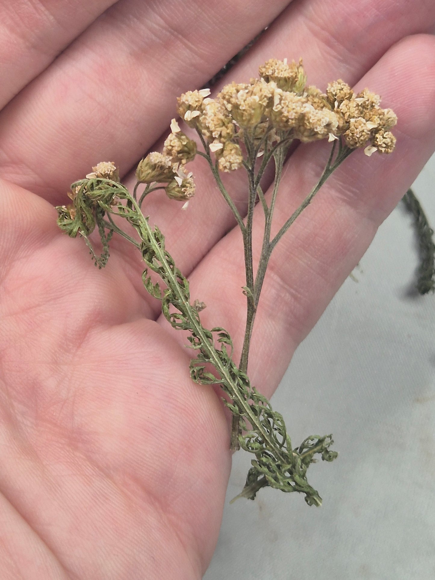 Schafgarbe getrocknet zum Räuchern, aus Österreich völlig naturbelassen, Achillea millefolium