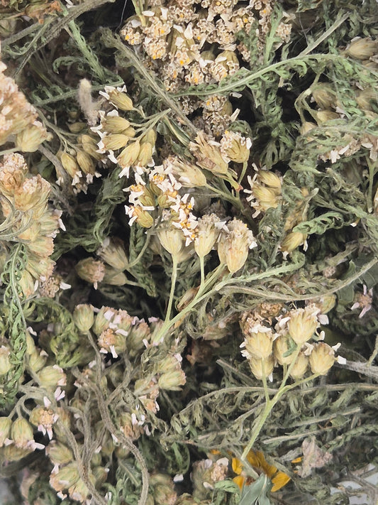 Schafgarbe getrocknet zum Räuchern, aus Österreich völlig naturbelassen, Achillea millefolium