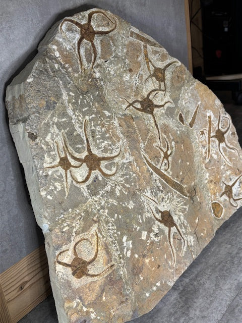 Schlangenstern Fossilienplatte XXL ca. 14,5 Kg in bester Qualität, Seelilien Gastropode Fossilien Muschel Schlangenseestern Fossilienwand Konservatlagerstätten Fossilien Seestern
