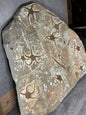 Schlangenstern Fossilienplatte XXL ca. 14,5 Kg in bester Qualität, Seelilien Gastropode Fossilien Muschel Schlangenseestern Fossilienwand Konservatlagerstätten Fossilien Seestern