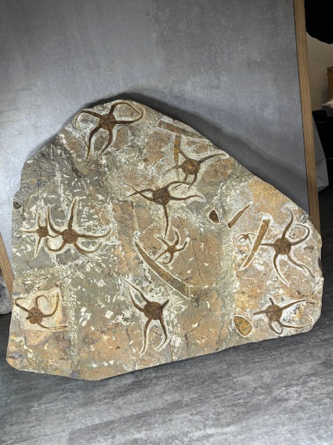 Schlangenstern Fossilienplatte XXL ca. 14,5 Kg in bester Qualität, Seelilien Gastropode Fossilien Muschel Schlangenseestern Fossilienwand Konservatlagerstätten Fossilien Seestern