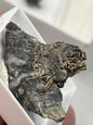 Silber ged. Silberlocke in Sammlerbox Deutschland Kristall Silber Locken auf Matrix Bolivien, Akanthit Pyrargyrit Freibergit