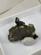 Silber ged. Silberlocke in Sammlerbox Deutschland Kristall Silber Locken auf Matrix Bolivien, Akanthit Pyrargyrit Freibergit