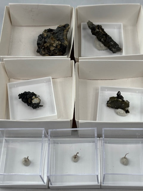 Silber ged. Silberlocke in Sammlerbox Deutschland Kristall Silber Locken auf Matrix Bolivien, Akanthit Pyrargyrit Freibergit
