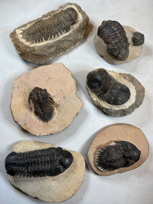 Trilobit auf Matrix in bester Qualität, verschiedene Gattungen: Hollardops, Phacops, Gerastos, Marokko Devon Zeitalter