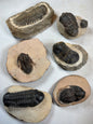 Trilobit auf Matrix in bester Qualität, verschiedene Gattungen: Hollardops, Phacops, Gerastos, Marokko Devon Zeitalter