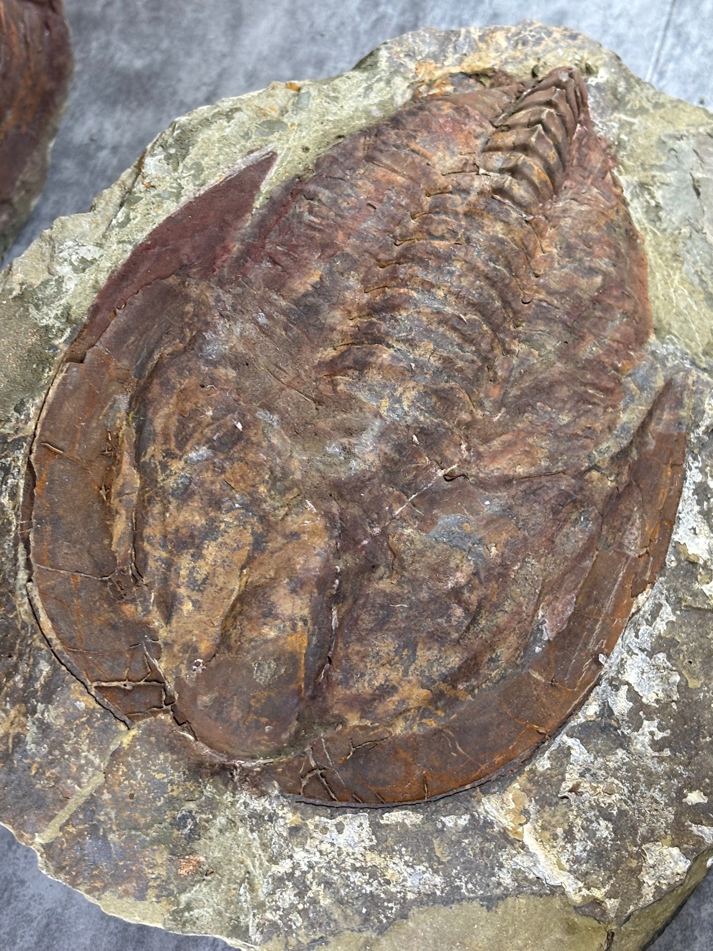 XXL Trilobit in Matrix, Fossilgröße bis zu über 40cm Länge in bester Qualität, Gattung Acadoparadoxides (Paradoxides) durch Hämatit Blutstein versteinert