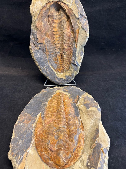 XXL Trilobit in Geode (Aktiva & Passiva) Paradoxides ca. 22cm Fossilgröße, in bester Qualität, Rarität Museum