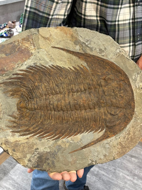 XXL Trilobit in Matrix, Fossilgröße bis zu über 40cm Länge in bester Qualität, Gattung Acadoparadoxides (Paradoxides) durch Hämatit Blutstein versteinert